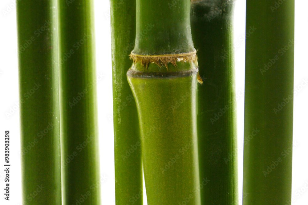 Obraz premium botanical background of broad-leaf bamboo