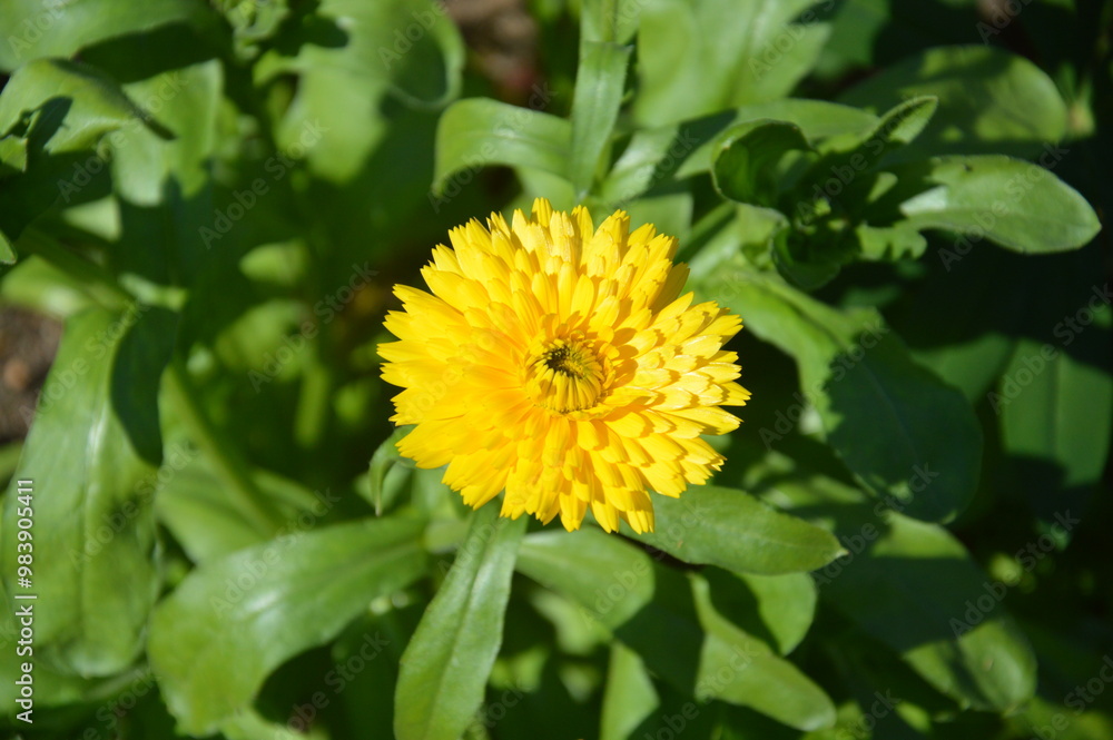 yellow flower in the garden