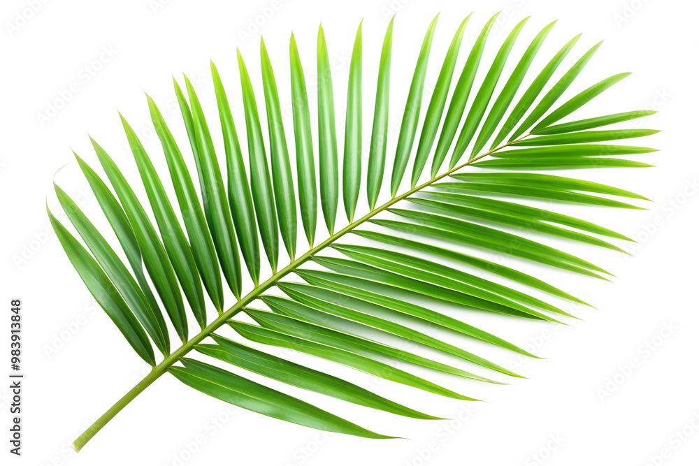 Fototapeta premium Single palm leaf isolated on transparent background with vibrant green color