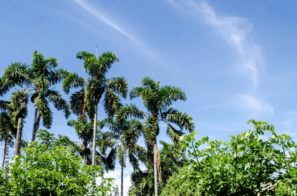 Naklejka premium palm trees with a blue sky on a sunny day.