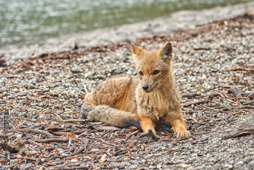 The culpeo (Lycalopex culpaeus), also known as Culpeo zorro, Andean zorro, Andean fox, Paramo wolf, Andean wolf unfolds in Tierra del Fuego National Park, Ushuaia, Argentina. photo