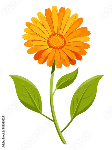  Vibrant Calendula Flower Vector Illustration - Bright Orange Blooms with Lush Green Foliage, Perfect for Herbal and Medicinal Themes, Calendula Vector Illustration, Calendula Illustration