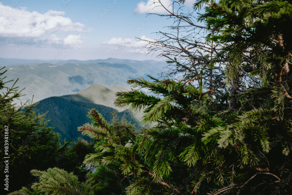Lush green pine trees overlook a vast mountain landscape on a clear day in the hills of the countryside Lush green pine trees overlook a vast mountain landscape on a clear day in the hills of the countryside