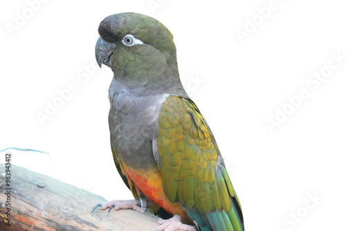 Burrowing Parrot (Cyanoliseus patagonus) Isolated on a Transparent Background PNG photo