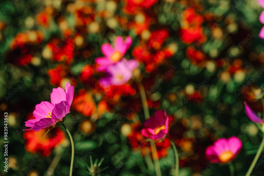 A vibrant display of blooming pink flowers against a bold red background in a sunlit garden during springtime A vibrant display of blooming pink flowers against a bold red background in a sunlit garden during springtime