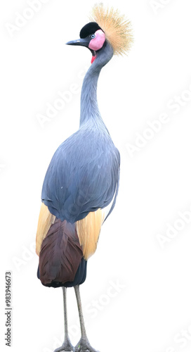 Grey Crowned Crane (Balearica regulorum), Also Known as the African Crowned Crane, Golden Crested Crane, East African Crane, and South African Crane Isolated on a Transparent Background PNG photo