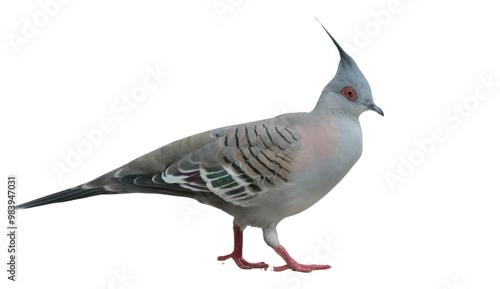 Crested Pigeon (Ocyphaps lophotes) Isolated on a Transparent Background PNG photo