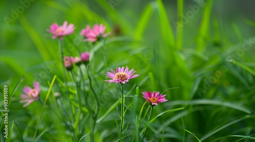 flower_background_Pink_flowers_Garden_Green_gras