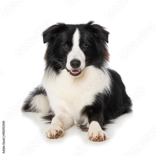 Young border collie dog on white background