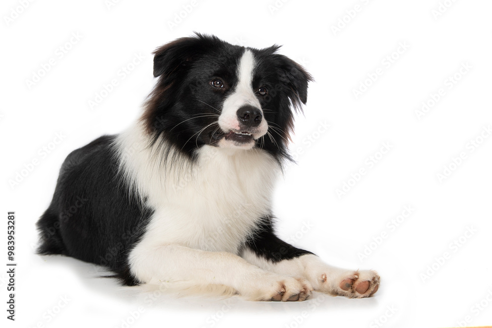 Young border collie dog on white background Young border collie dog on white background