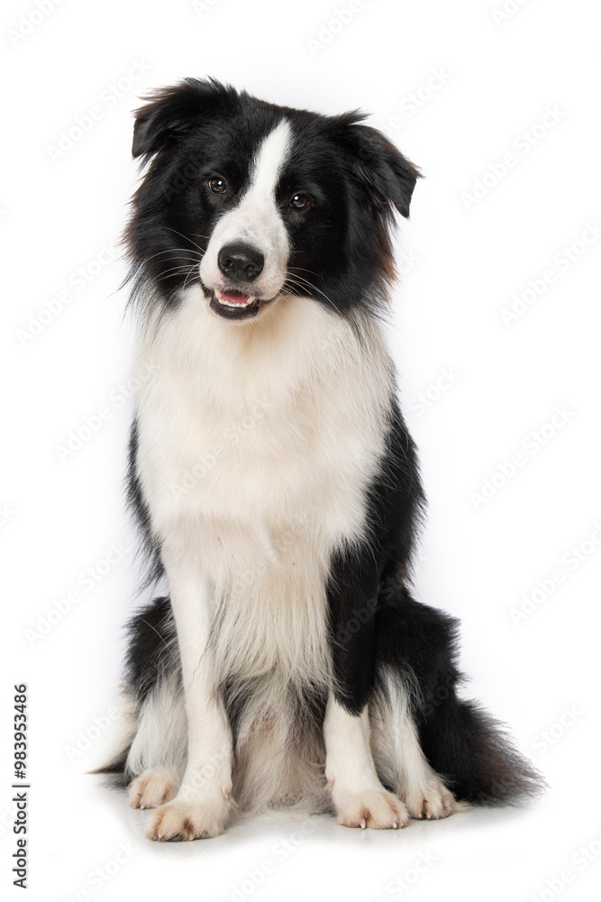 Young border collie dog on white background Young border collie dog on white background