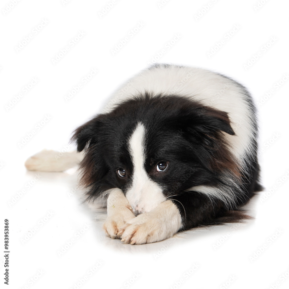 Young border collie dog is ashamed Young border collie dog is ashamed