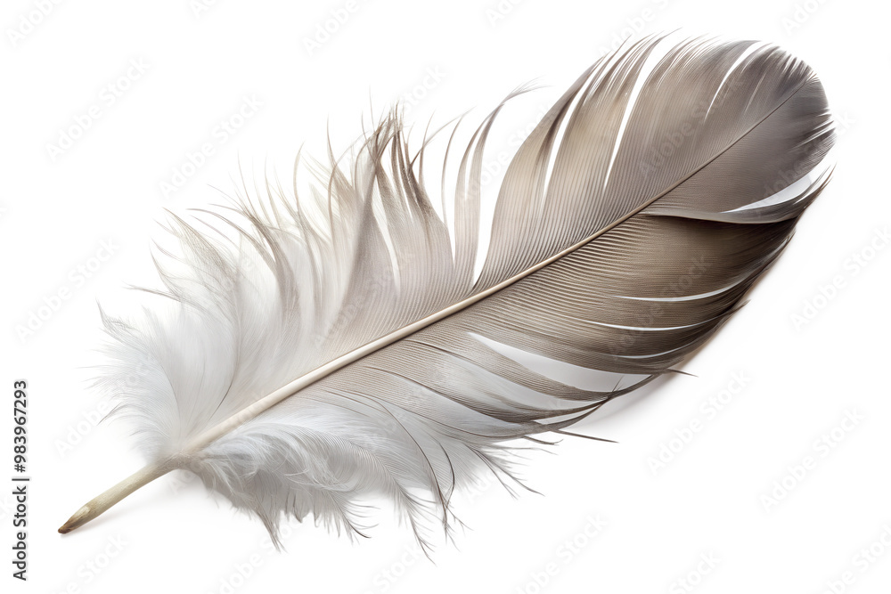 Single grey feather isolated on transparent background Single grey feather isolated on transparent background