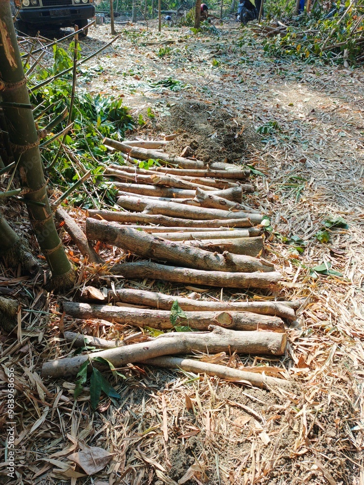 Small Tree Logs Arranged Near a Bamboo Grove Small Tree Logs Arranged Near a Bamboo Grove