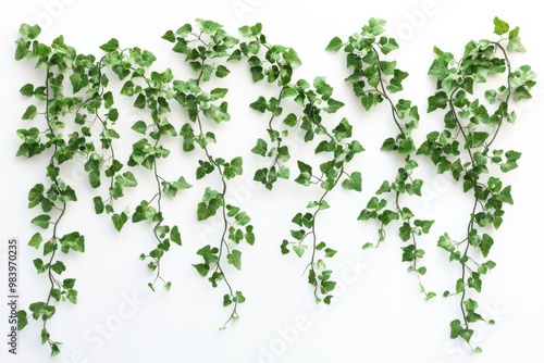 Wallpaper Mural A collection of small trailing vines growing horizontally, with delicate, leafy branches. Torontodigital.ca