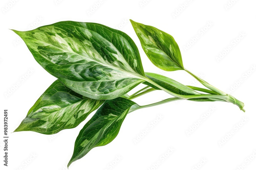 Obraz premium This image features a single green leaf, possibly from a snake plant or similar species, showcasing its natural shape and texture.