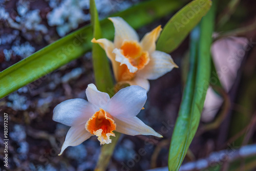 dendrobium cariniferum, Beautiful rare wild orchids in tropical forest of Thailand.