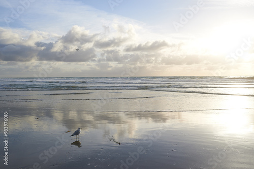 Beach, shoreline or bird with clouds, sky or paradise for vacation or environment to relax. Brazil, outdoor nature or scenic view of reflection, sea and ocean in Rio de Janeiro for travel destination photo