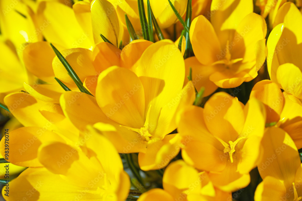 Botany, garden and yellow crocus in field as blossom for bright, colorful or display in season. Morning, earth and wallpaper in spring as flowers, plants and outdoor landscape as background in nature Botany, garden and yellow crocus in field as blossom for bright, colorful or display in season. Morning, earth and wallpaper in spring as flowers, plants and outdoor landscape as background in nature