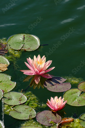 two beautiful pink water lilies on green water photo