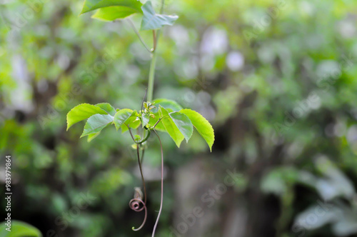 passion fruit plant, Passiflora edulis or Passionfruit or Maracuja plant photo