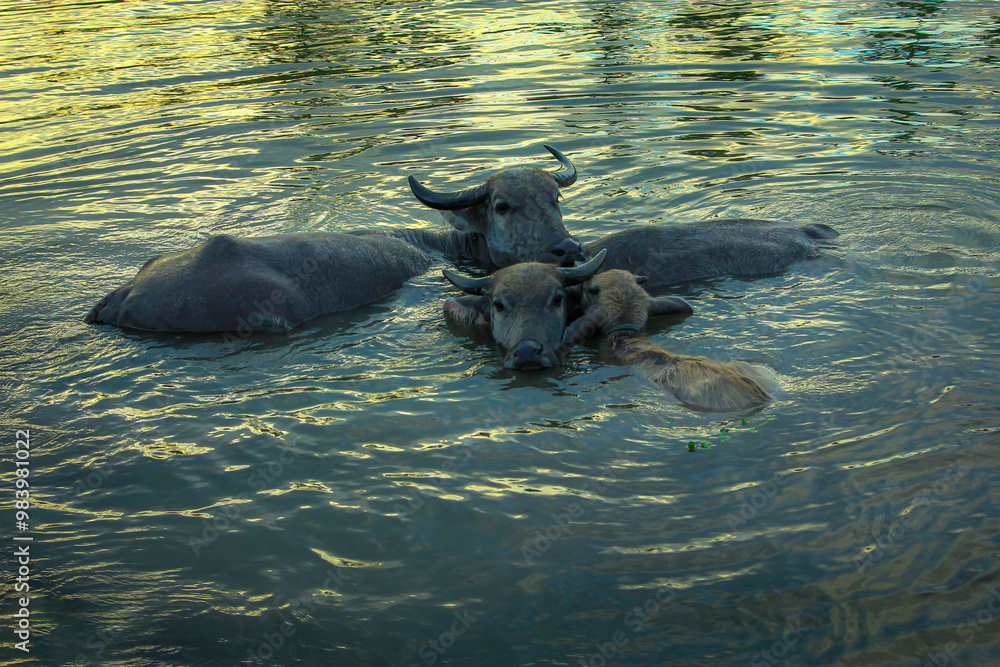 Fototapeta premium buffalo in water
