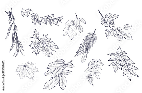 a set of hand drawings of branches and leaves of maple, oak, willow, aspen, bird cherry, ivy, birch, chestnut vector