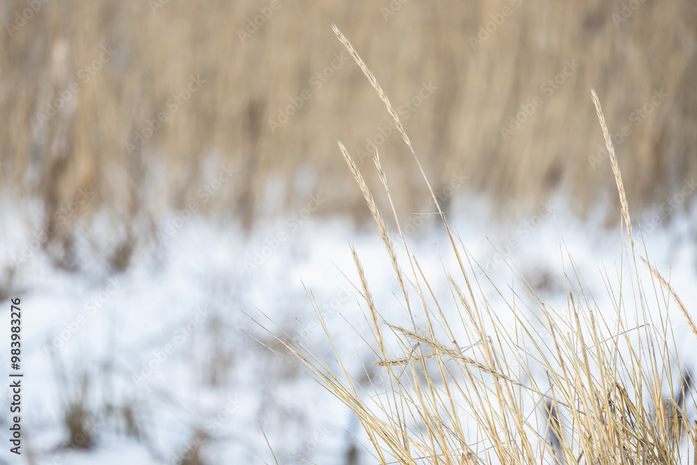 Fototapeta premium Dry ears of Leymus arenarius are on blurred white snow background