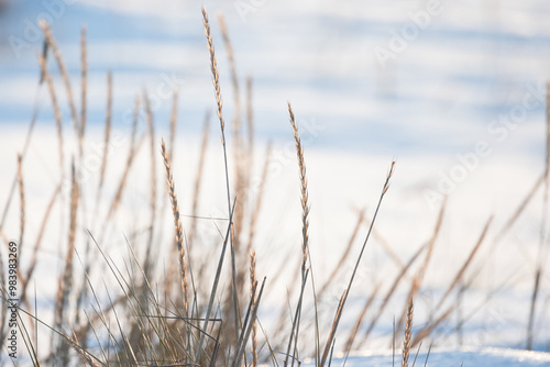 Dry ears of coastal grass are in white snow on blurred background