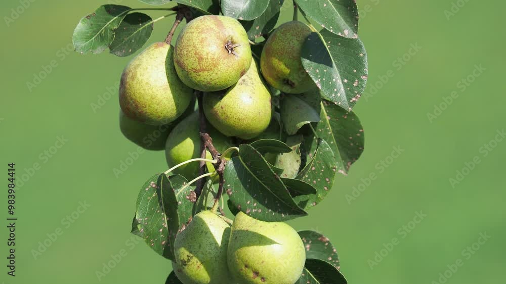 Wild pear branch with ripe fruits in autumn Wild pear branch with ripe fruits in autumn