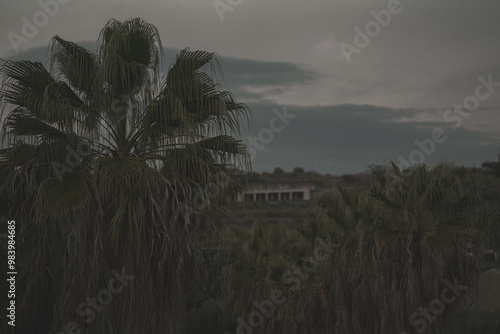 palm tree in the dusk