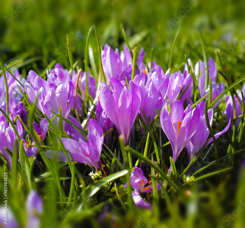 Flowers, nature and crocus in field as blossom for bright, colorful or display in season. Morning, earth and wallpaper in spring in garden, plants or outdoor landscape as background or botany texture photo