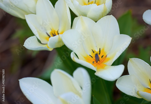 Botany, nature and wild tulips as texture as blossom with bright, colorful and display in garden. Closeup, earth and wallpaper in springtime as flowers or plants for landscape as background in season