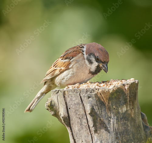 Eating, feed and nature with bird outdoor in ecosystem, environment or habitat for sustainability. Conservation, food and outside with hungry Sparrow on wooden trunk or stump for natural ecology