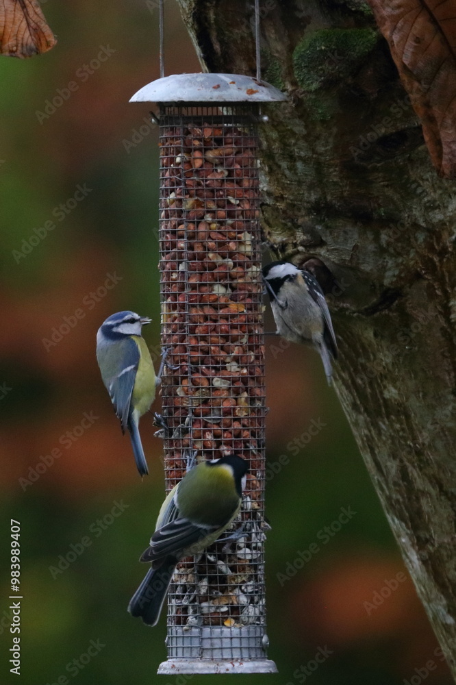 Fototapeta premium garden bird