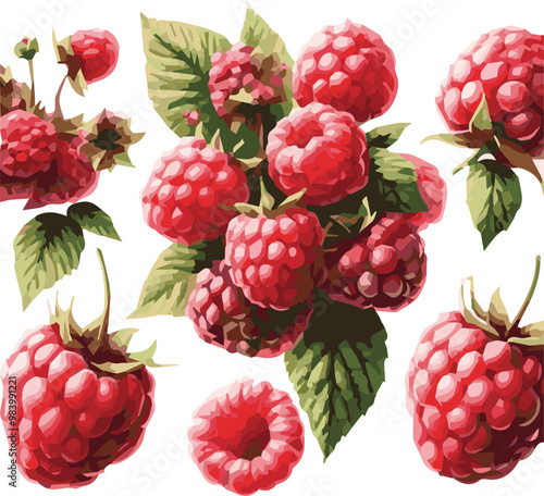 Raspberry raspberries silhouette - vector image of  Raspberry raspberries, 