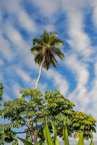 Cocotier au ciel bleu et nuages blanc  zigzag photo