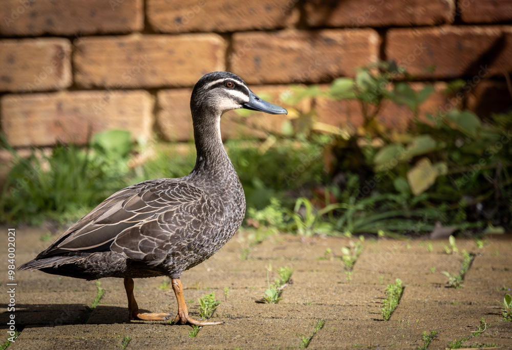 Common Pacific Black duck (Anas superciliosa) Common Pacific Black duck (Anas superciliosa)