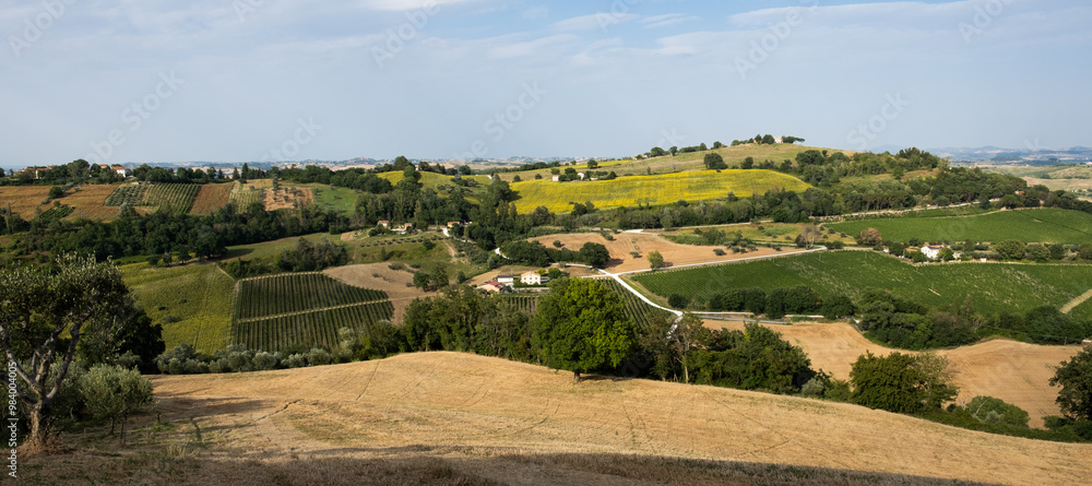Obraz premium Paesaggio Collinare con Campi Coltivati