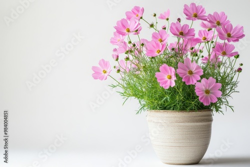 Wallpaper Mural A delicate arrangement of pink cosmos flowers in full bloom, placed in a simple ceramic pot. Torontodigital.ca