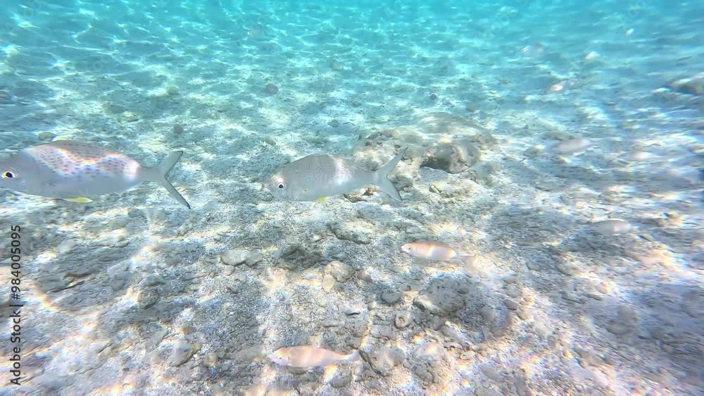 Vibrant tropical fish swimming in clear blue ocean water Vibrant tropical fish swimming in clear blue ocean water