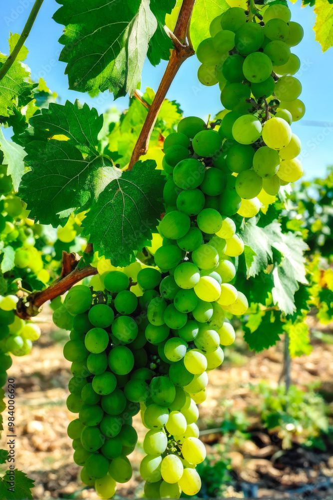 Vibrant clusters of ripe Chardonnay grapes dangle from lush green vines, signaling the peak of the harvest season. generative AI Vibrant clusters of ripe Chardonnay grapes dangle from lush green vines, signaling the peak of the harvest season. generative AI