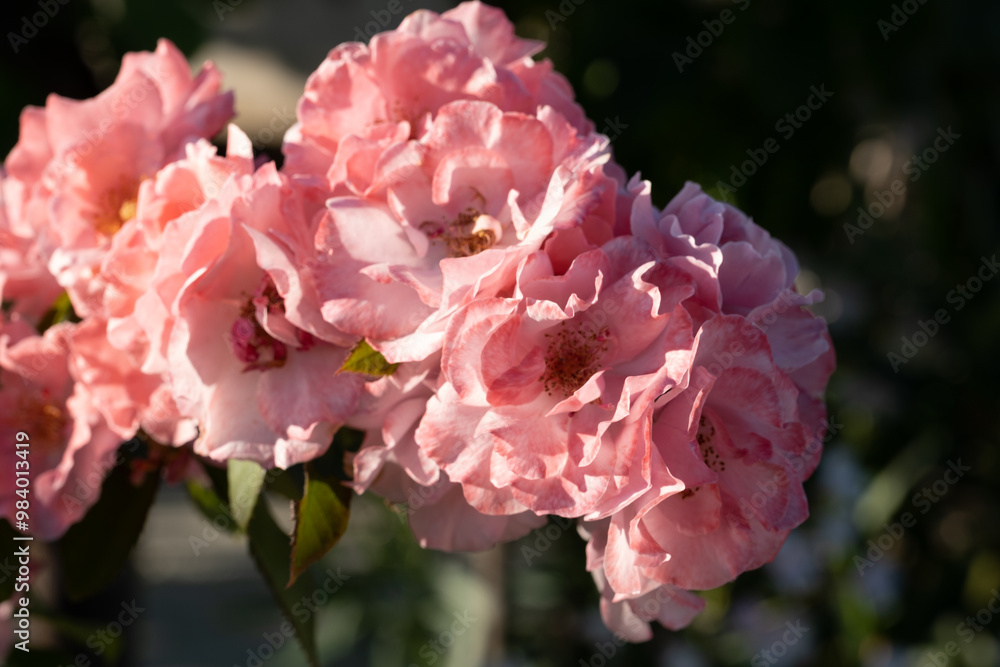Fiori di rosa in piena fioritura Fiori di rosa in piena fioritura