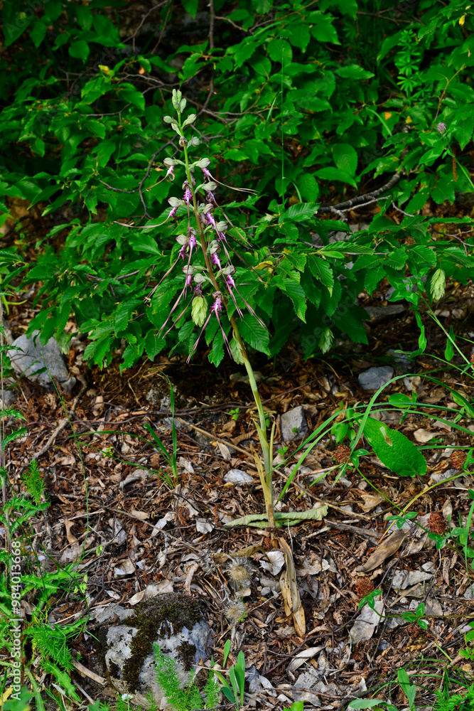 Obraz premium Spurred Himantoglossum, eastern lizard orchid // Gespornte Riemenzunge, Östliche riemenzunge (Himantoglossum calcaratum) - Montenegro
