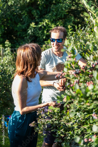 A sunny day picking blueberries