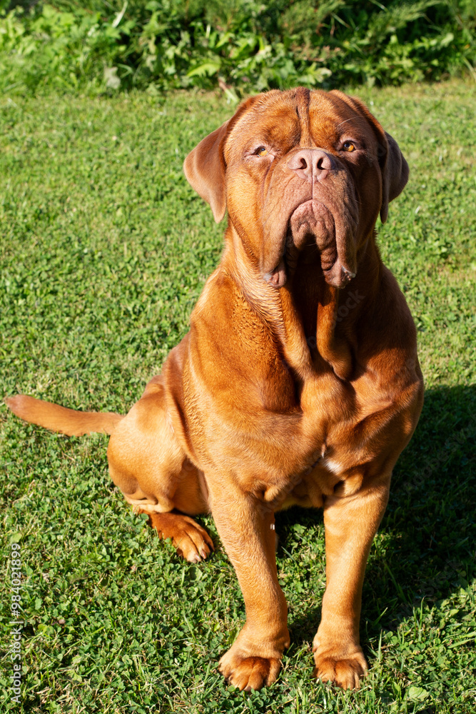 Beautiful powerful dog sits on the grass and looks at the camera. Huge brown dog. French Mastiff in nature Beautiful powerful dog sits on the grass and looks at the camera. Huge brown dog. French Mastiff in nature