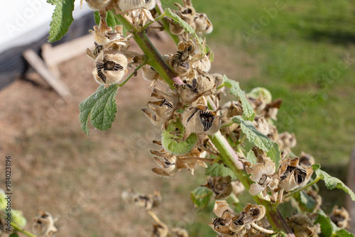 Close-up of hollyhock seeds in the garden. Dry hollyhock seeds on the stem