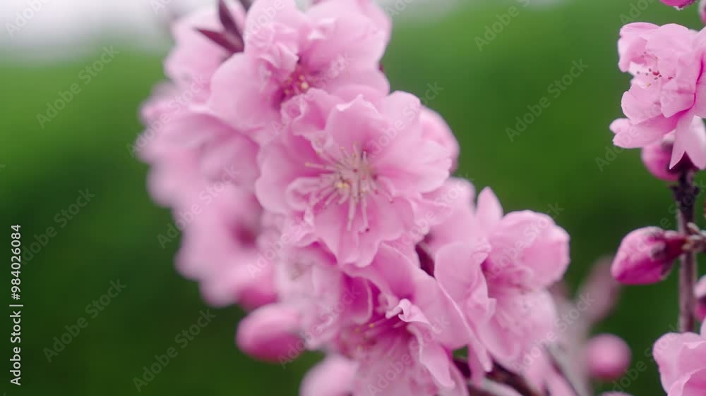 Delicate Blooming Petals Of Cherry Blossom In The Botanical Gardens Of Kyoto, Japan. Selective Focus Shot Delicate Blooming Petals Of Cherry Blossom In The Botanical Gardens Of Kyoto, Japan. Selective Focus Shot