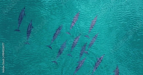 Pod Of Dolphins Swimming Under The Blue Sea At Socotra Island In Yemen. - aerial shot