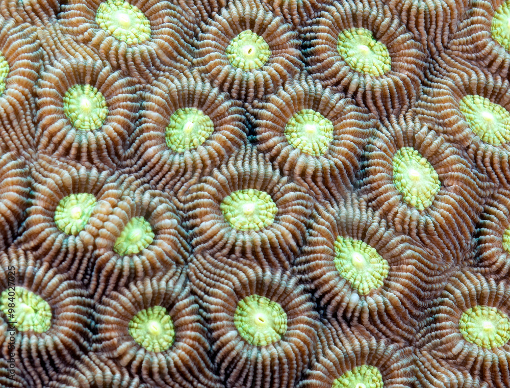 Favia brain coral in a shallow reef Boracay Island Philippines Favia brain coral in a shallow reef Boracay Island Philippines